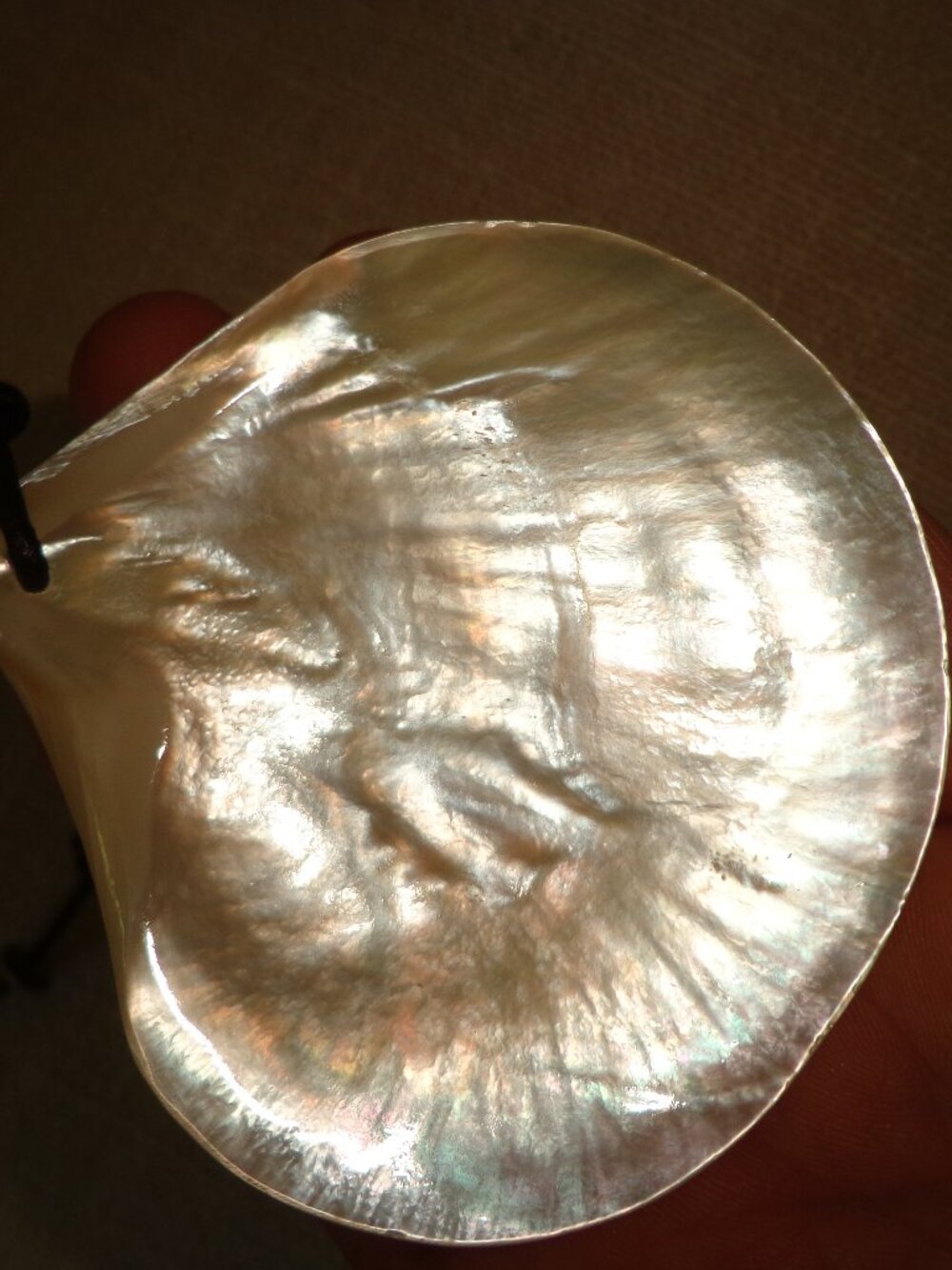 NEWHand Crafted / Hand Polished Mother of Pearl Necklace Leather Cord Adjustable - Picture 8 of 14
